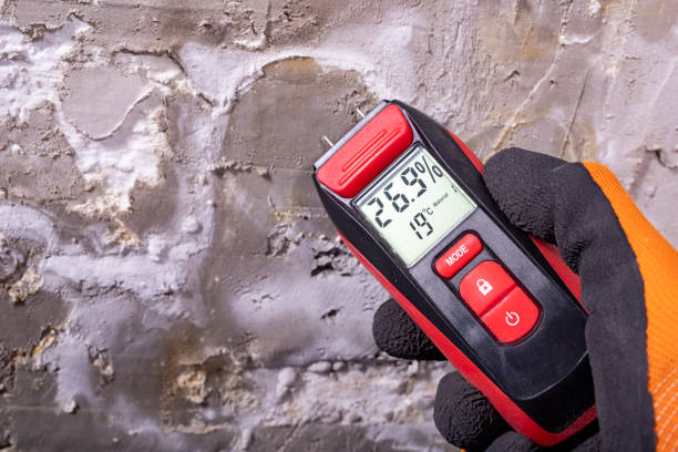 Best Industrial Mold Remediation in Meadow Woods, FL