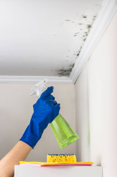 Best Attic Mold Remediation in Meadow Woods, FL